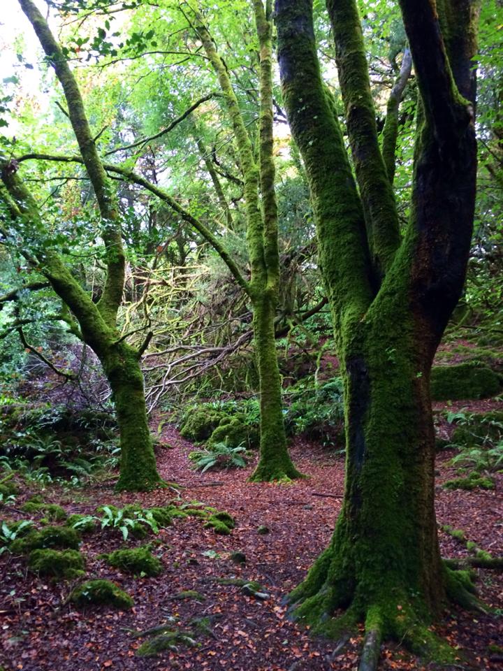 Classic Ireland: Everything covered in GREEN!)