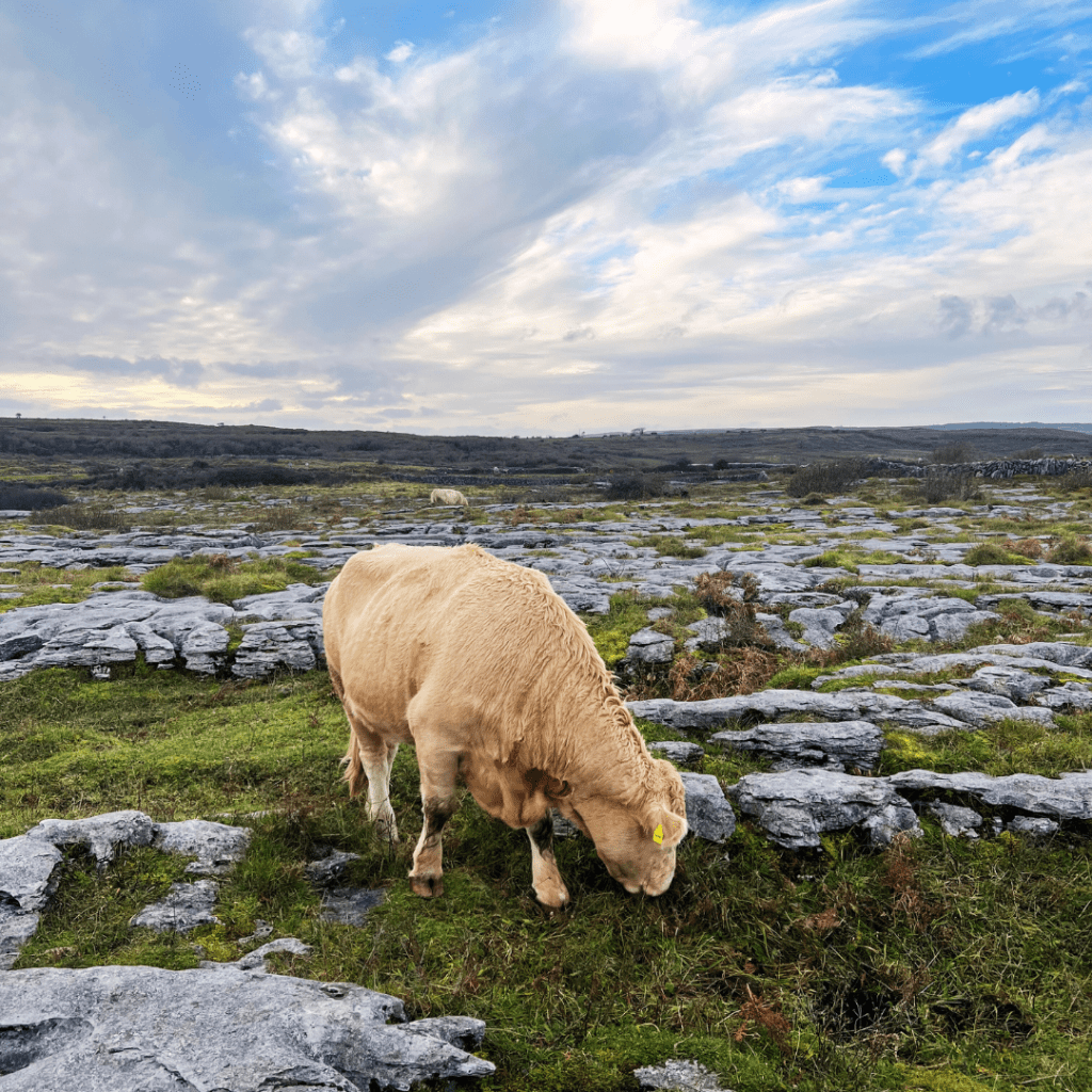 Photo of a white cow eating grass in the Burren