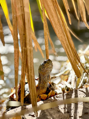 Photos of turtles from UT Austin's Turtle Pond