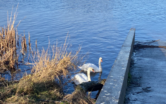 Swans in the river Shannon