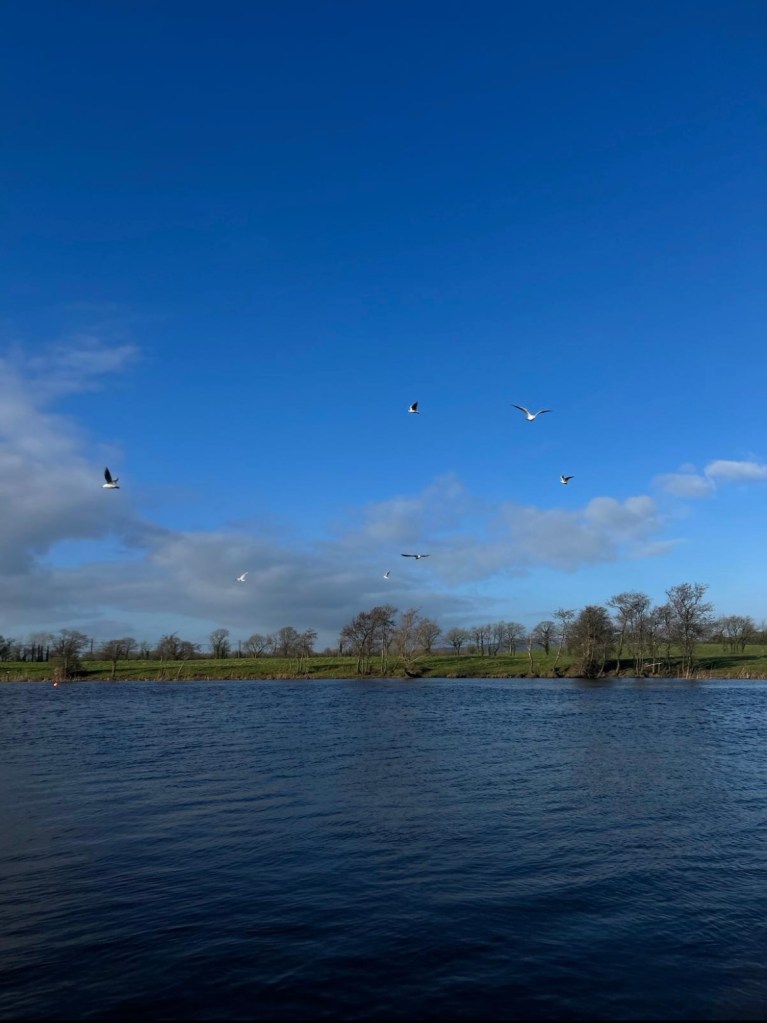 Birds flying over Shannon River.