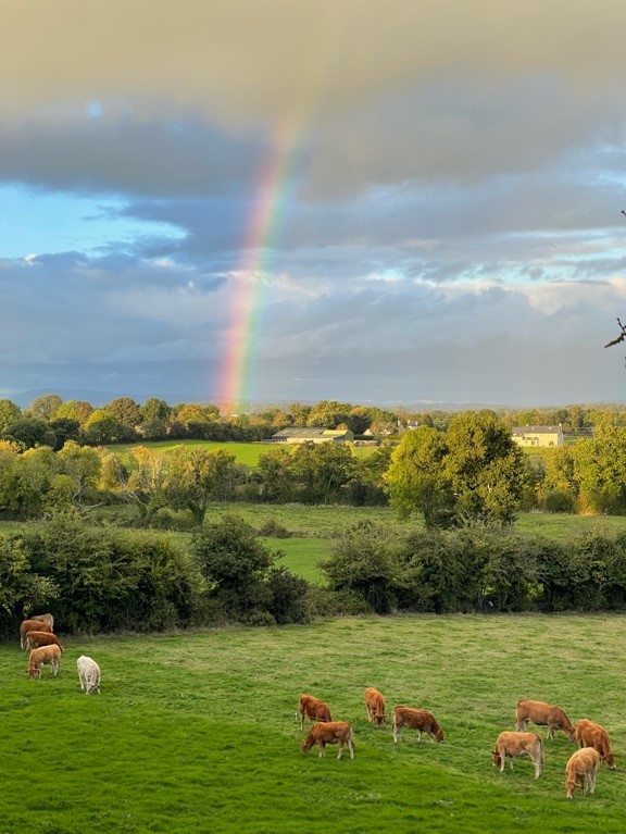 A rainbow over a field of cows
