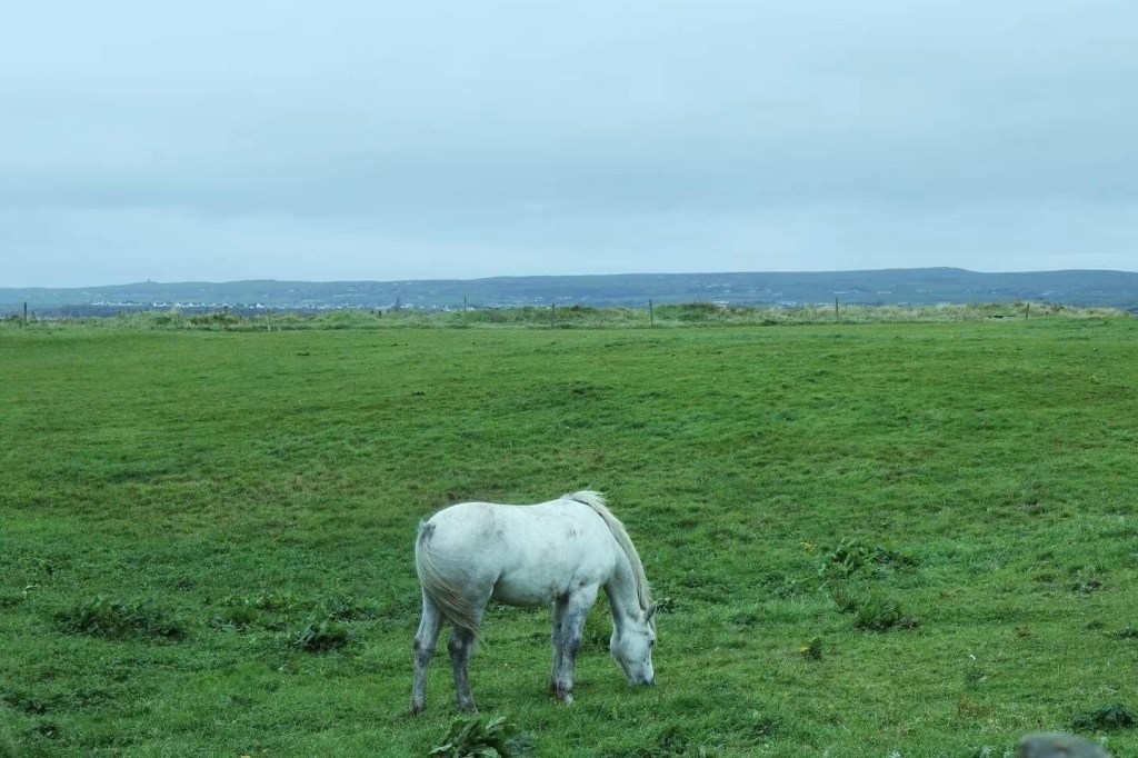 a horse in a field