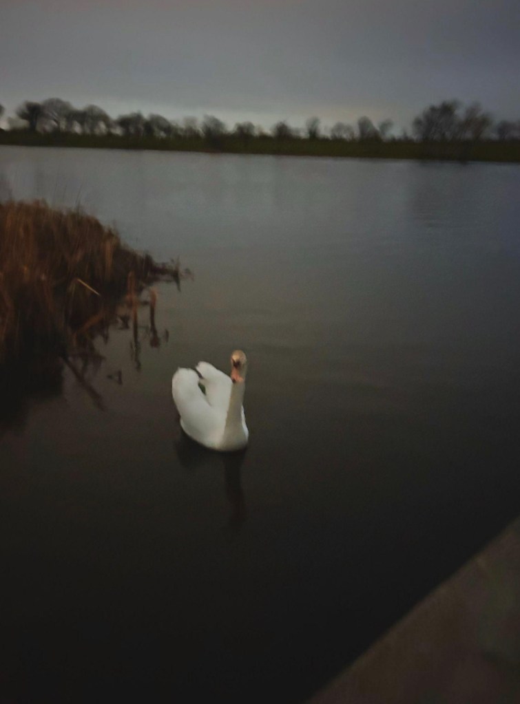Swan in lake 