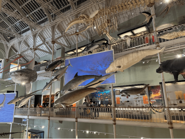 Marine life sculptures hang from the ceiling