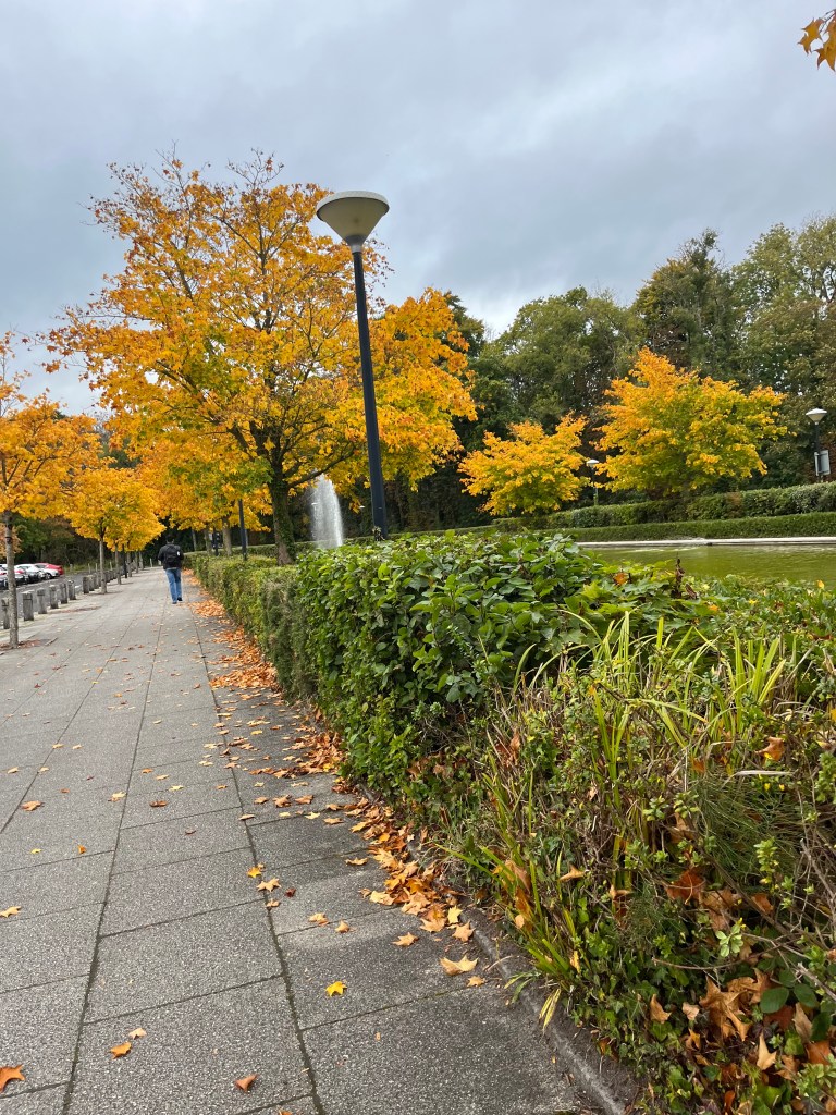 A paved path with leaves on the ground and a tree. 