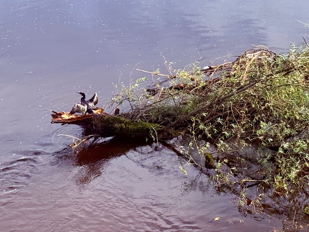 A close up on the river and a bird sitting on a floating branch