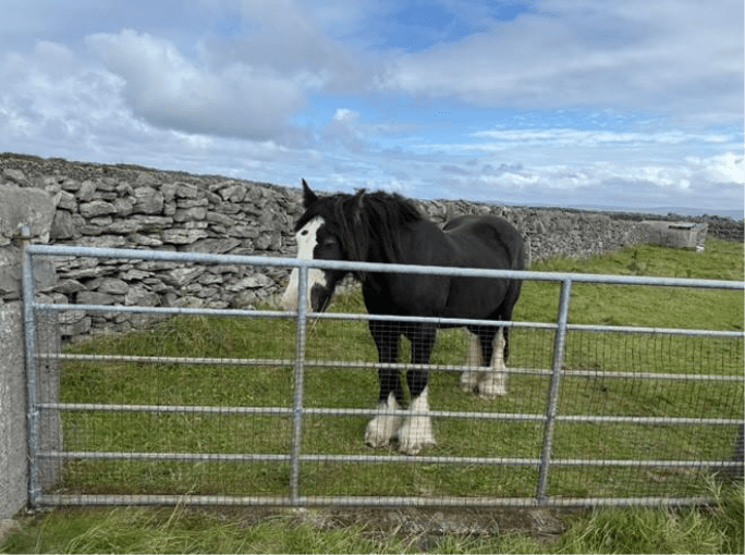 A horse on a green field