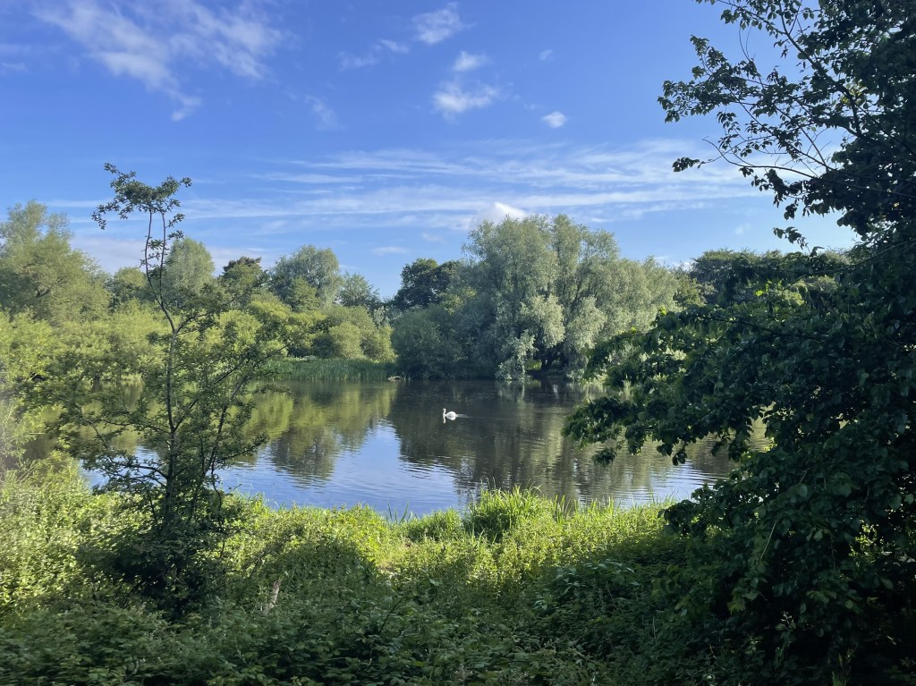 A picture of the river Shannon on a sunny day. There is a swan in the distance