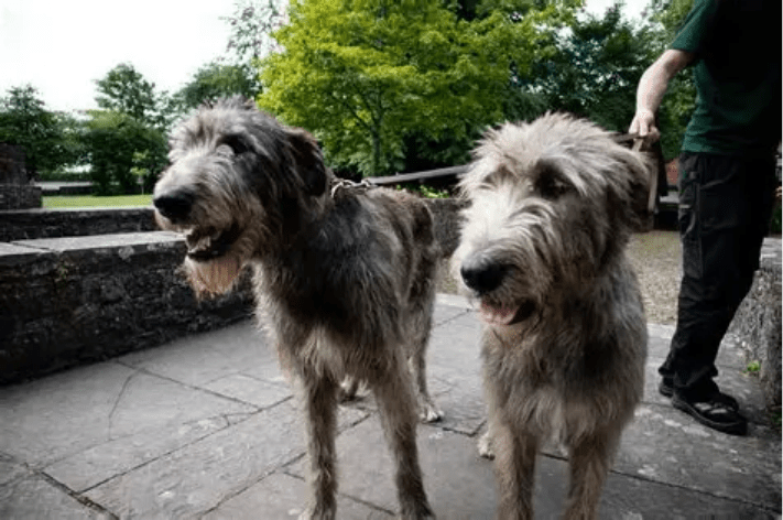 Image of  two Bunratty Irish Wolfhounds
