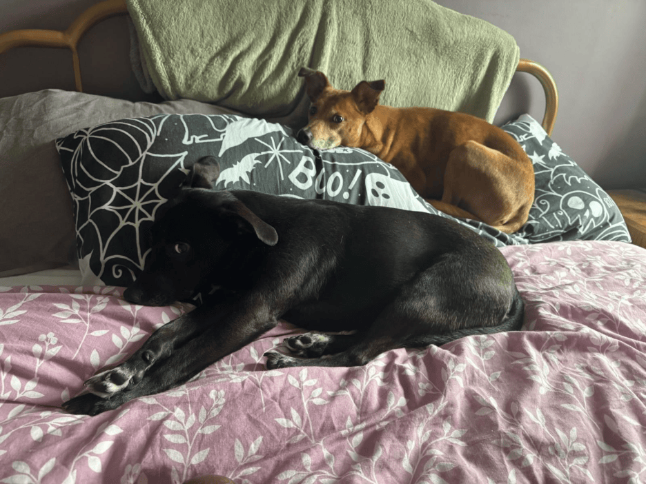 Melon and Fig Newton relaxing on a cozy bed