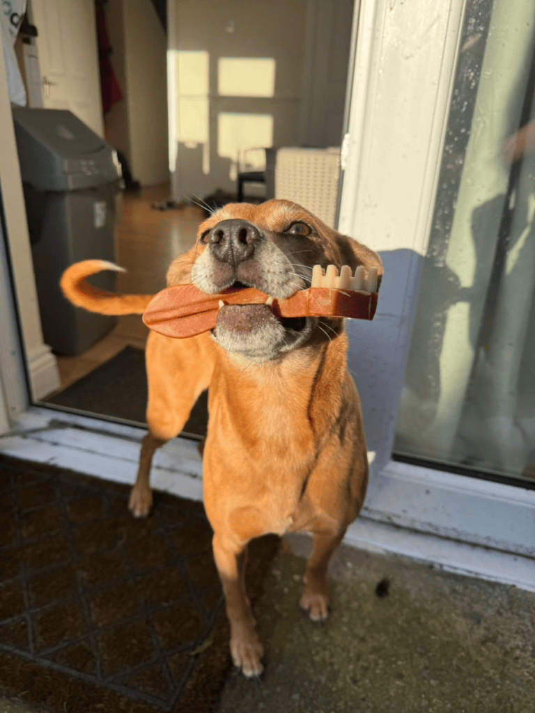 Lilys dog happily holds a chew toy in his mouth