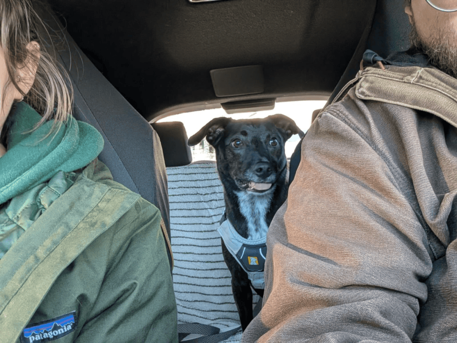 Lilys dog sat in the backseat of the car with the two owners sat in the front.