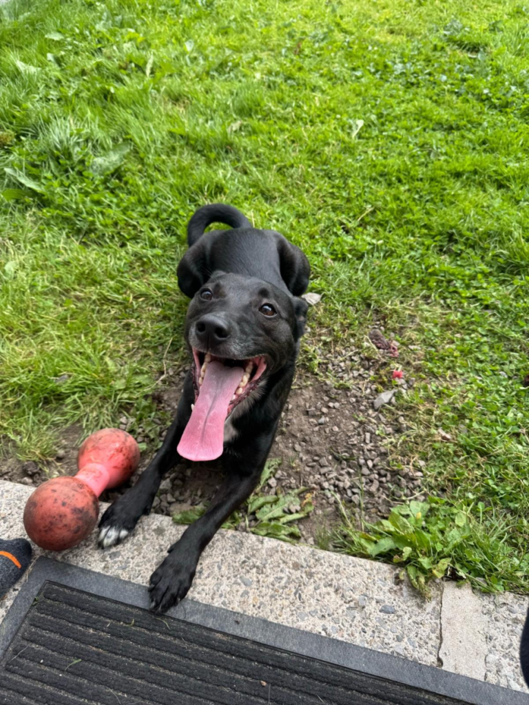 Lilys dog enjoying the outdoors with his toys, panting happily
