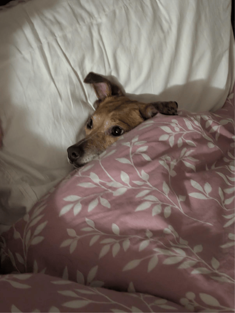 Lilys dog all wrapped up in a blanket and cozy in bed.