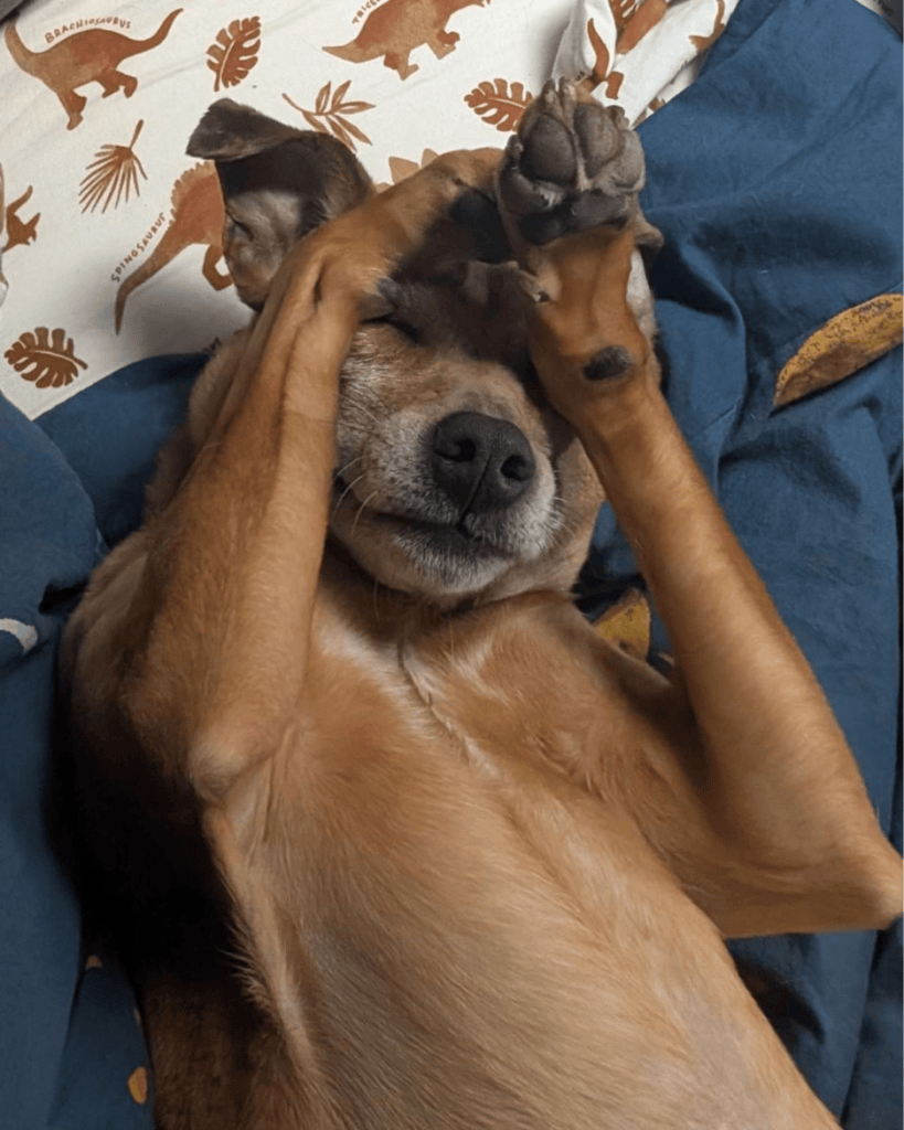 Lilys dog relaxing rubbing his eyes with his paws and lying on his back.