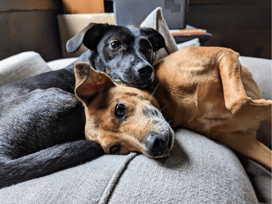 My Experience Bringing my Dogs to Ireland